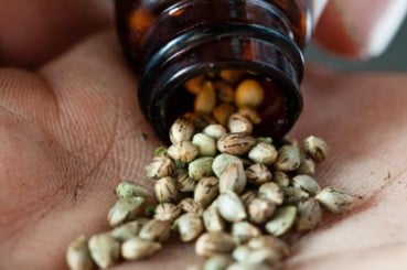 cannabis seeds for home growers what you need to know d