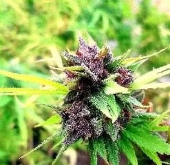 Cannabis Seeds That Finish Before First Frost