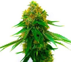 cannabis seeds that finish before first frost c