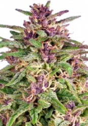 cannabis seeds that finish before first frost d