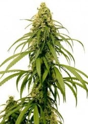 cannabis seeds that finish before first frost e