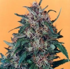 Cannabis Seeds That Finish Early in Northern Climates