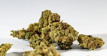 cannabis seeds that thrive in texas heat a