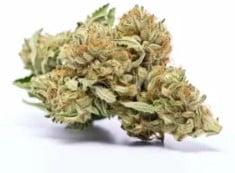 Cannabis Seeds That Thrive in Texas Heat