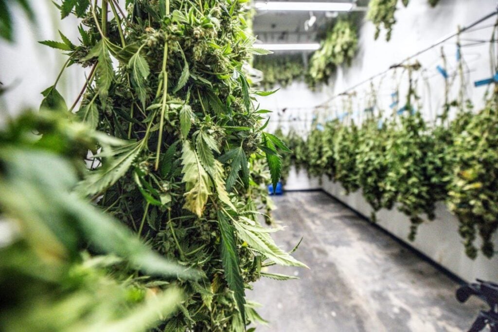 cannabis stalks drying down e1588020995985
