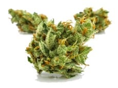 cannabis strains that help with anxiety and stress g