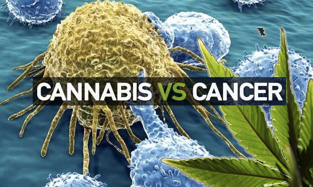 cannabis vs cancer 1