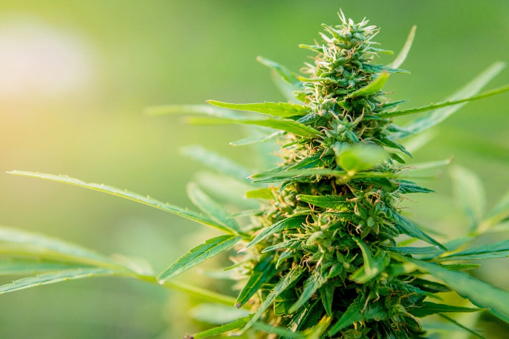 cannabis companion