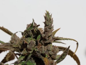 cannatonic