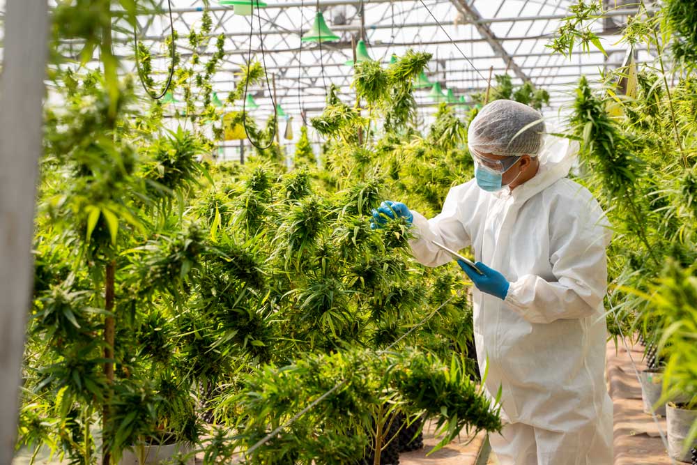 cbd 1