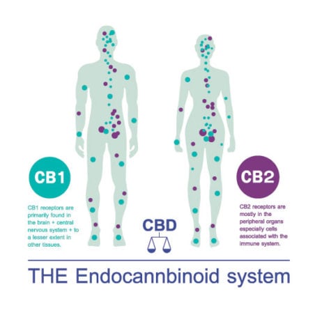 cbd receptors endocannabinoid system 452x452 1