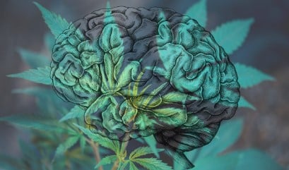 champagne kush effect