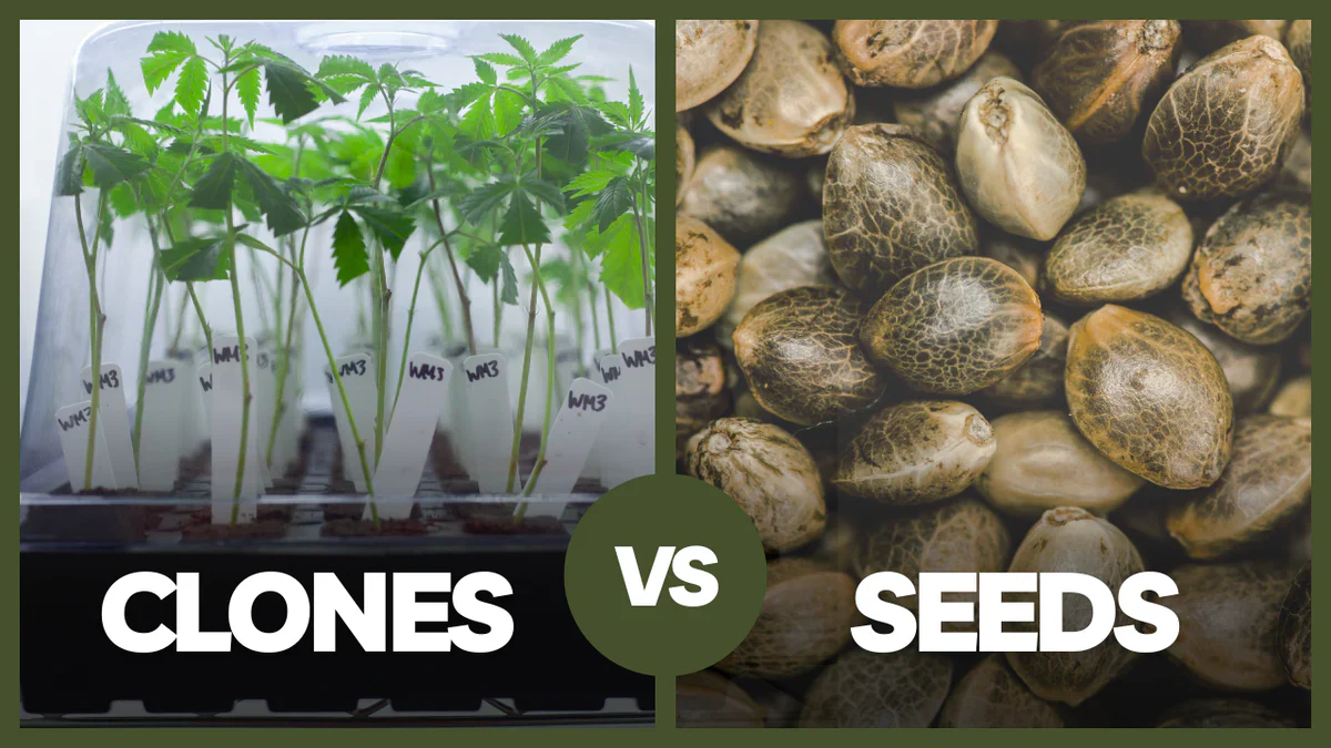 clone vs seed 1200x 1f2edad0 25d5 40fc 9a43 072c2c7da758