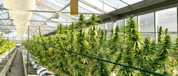 Commercial Cannabis Cultivation