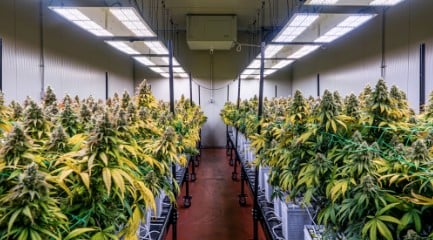 diesel duff cultivation