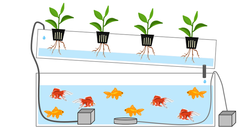 diy aquaponics
