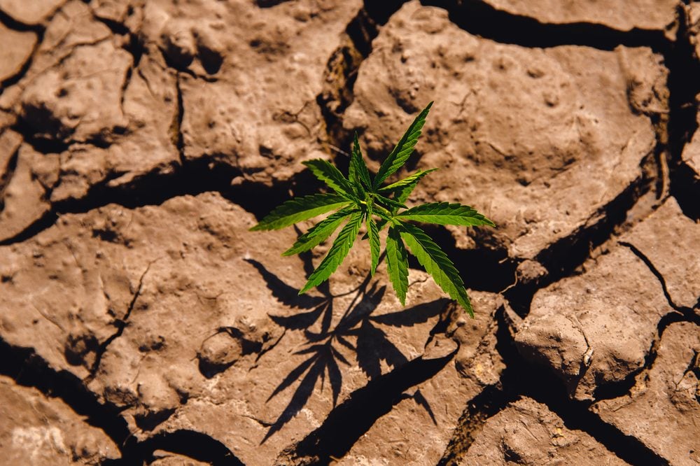 dry farming