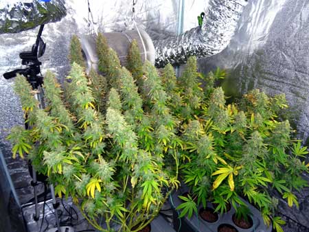 fat bud canopy at harvest sm