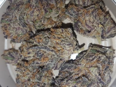 gobbstopper appearance