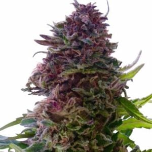 granddaddy purple strain
