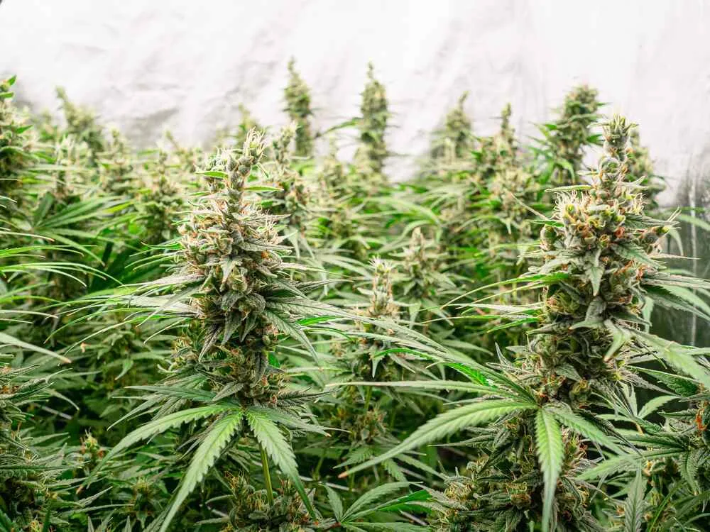 Mature THC Bomb cannabis plants in a controlled indoor grow room with dense colas and trichome-covered buds.