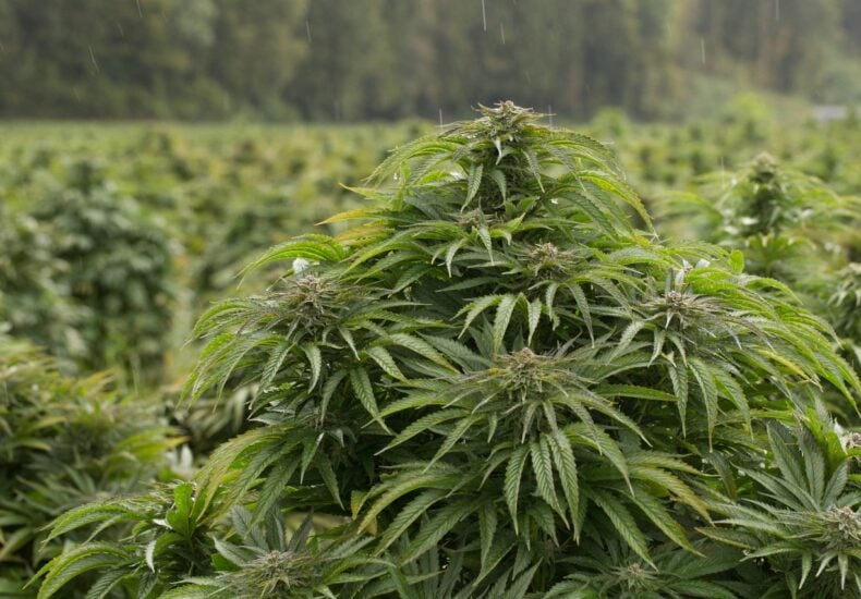 cannabis plant growth