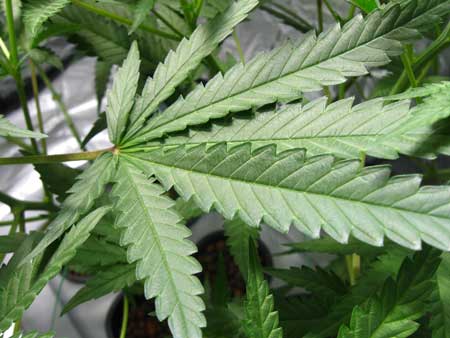 healthy marijuana leaf sm