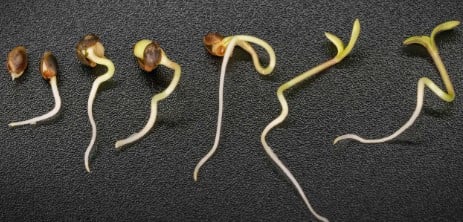 How Long Does It Take to Grow Cannabis From Seed?
