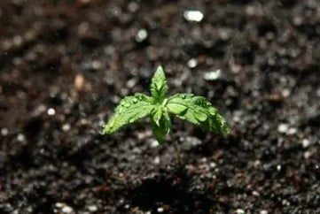 how long does it take to grow cannabis from seed c