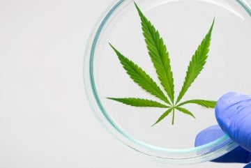 how many states is marijuanas legalized 2024 d