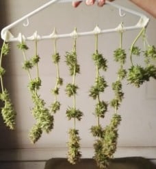 how to dry marijuana b