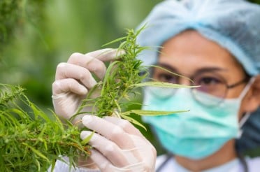 how to get a medical marijuanas card in ca d