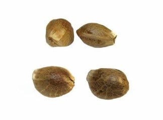 How to get marijuana seeds