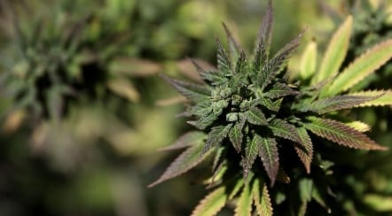 how to get marijuana seeds c
