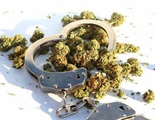 how to get marijuana seeds d
