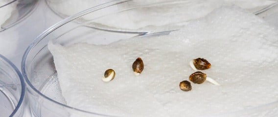 How to grow a marijuana seed