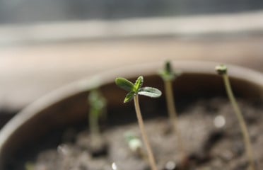 how to grow a marijuana seed see