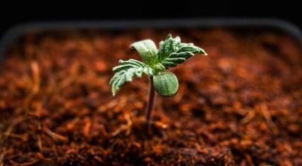 how to grow a marijuana seed veg