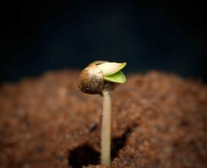 how to grow marijuana germination
