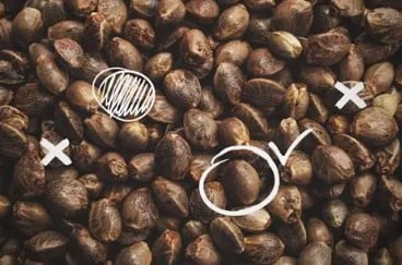 How to Grow One Plant Per Seed Efficiently