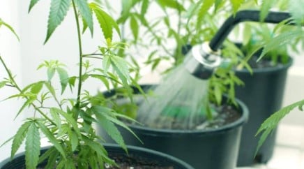 how to grow one plant per seed efficiently c