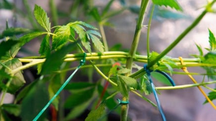 how to grow one plant per seed efficiently d