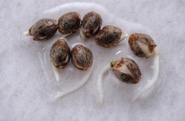 how to start marijuana seeds b