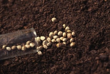 How to start marijuana seeds