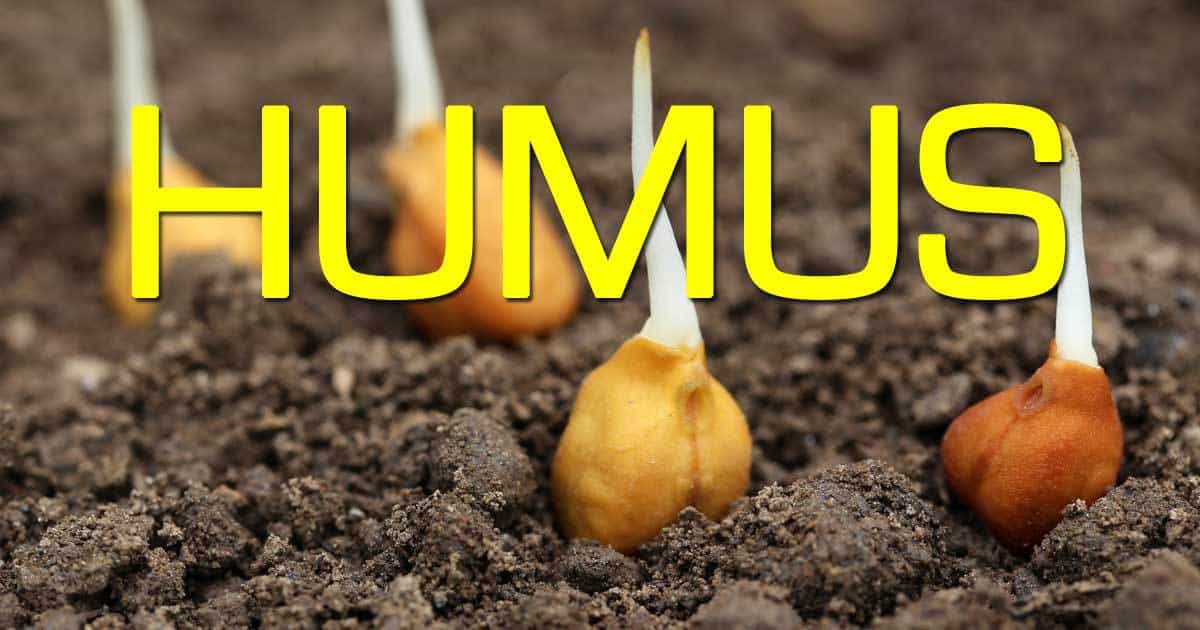 humus 103114