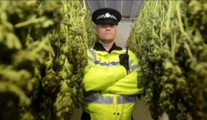 is marijuana legal in new zealend gg
