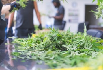 is marijuanas legalized in va d