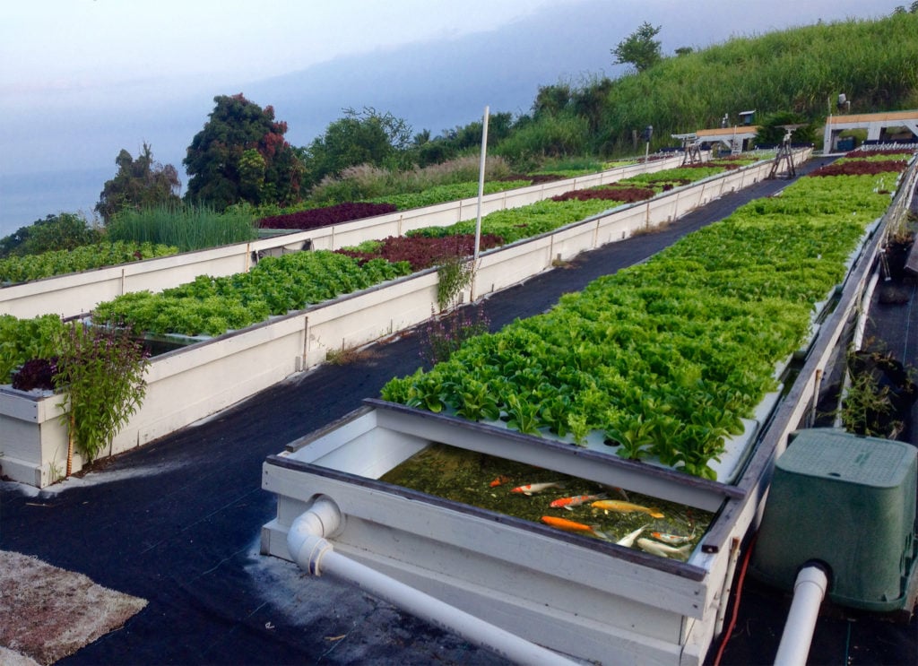 large outdoor aquaponics system 1024x743 1