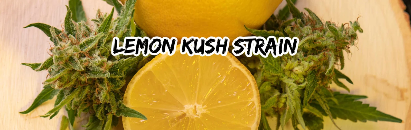 lemon kush strain