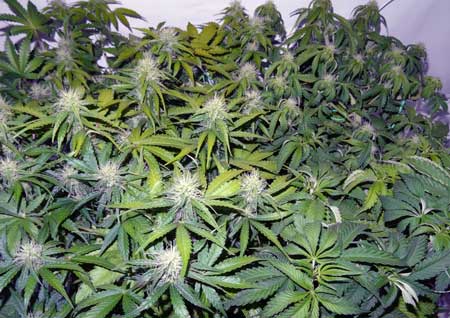 light burn top leaves yellowing sm